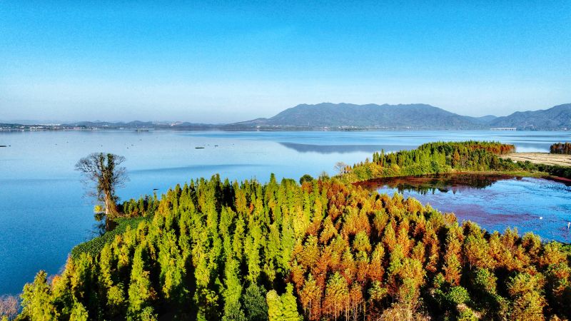 江西分宜：湖畔水杉美如画